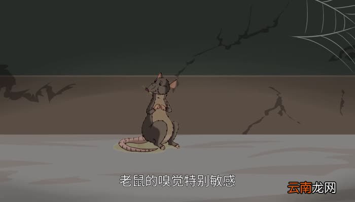 老鼠怕什么气味 老鼠惧怕什么气味