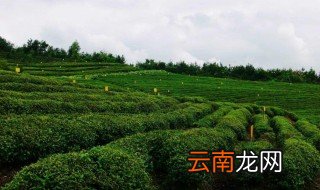 空山茶产自哪里 空山茶产是哪个地方