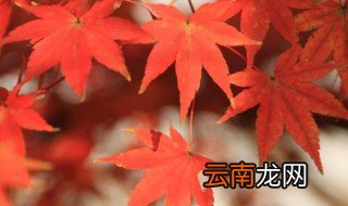 枫树能插活吗 枫树可以插活吗