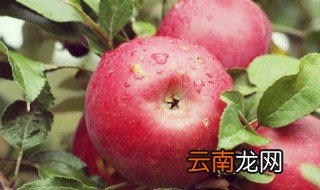 怎样挑选苹果又好吃又香脆 怎样挑选苹果又好吃又香