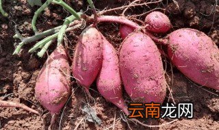 怎样储存红薯多不坏 怎样储存红薯不易烂