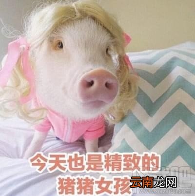 精致的猪猪女孩是什么梗?精致的猪猪女孩出处是什么?