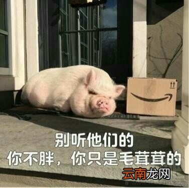 精致的猪猪女孩是什么梗?精致的猪猪女孩出处是什么?
