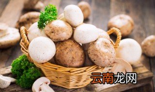 蘑菇是什么颜色的 蘑菇有什么颜色