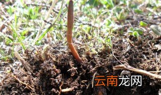虫草什么时候可以种植 虫草什么时候种植好