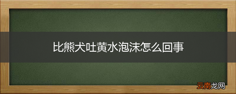 比熊犬吐黄水泡沫怎么回事