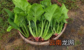 埋头菠菜什么时候种植 埋头菠菜几月份种植