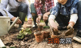 杜松的养殖方法 杜松什么时候种植