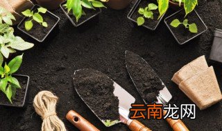 羊角蜜什么时候种植6月份种植行吗 羊角蜜什么时候种植
