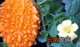 金铃子什么时候种植 金铃子在北方什么时候种植