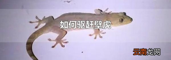 如何驱赶壁虎