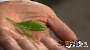 【真相】那些年“忽悠”过你的卖茶话术