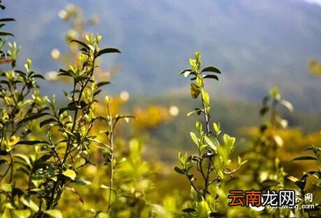 【真相】那些年“忽悠”过你的卖茶话术