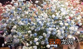 满天星在几月份种植 满天星什么时候种植