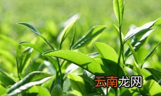 茶树什么时候种植，茶树什么时候种植比较好?为什么?
