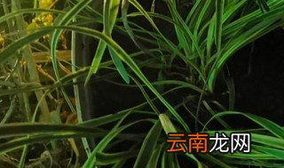 麦冬什么时候种植合适 麦冬什么时候种植