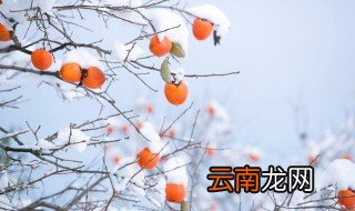 柿苗该什么时候种植 柿子苗什么时候种植