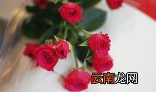 玫瑰花什么时候种植成活率高 玫瑰花什么时候种植
