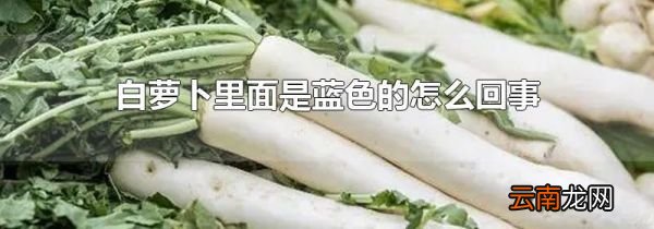 白萝卜里面是蓝色的怎么回事