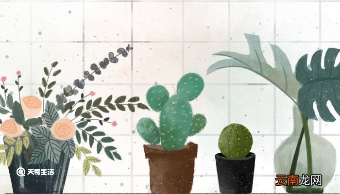 什么是被子植物 什么是被子植物裸子植物
