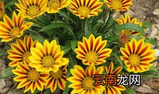 勋章花什么时候种植 勋章花什么时候播种