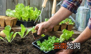 种植油莱什么时候 油菜什么时候种
