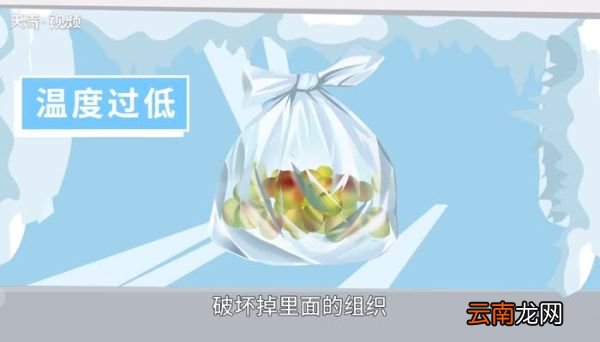 鲜枣放冷藏还是冷冻好 新鲜枣可以放冰箱冷藏吗
