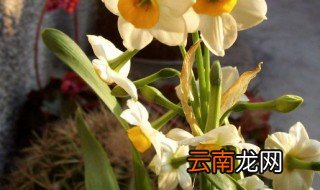 水仙花什么时候种植 水仙花什么时候种植最好