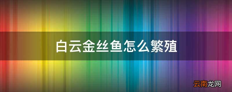 白云金丝鱼怎么繁殖