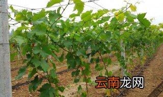 葡萄树什么时候种植 葡萄树什么时候种植要不要保温