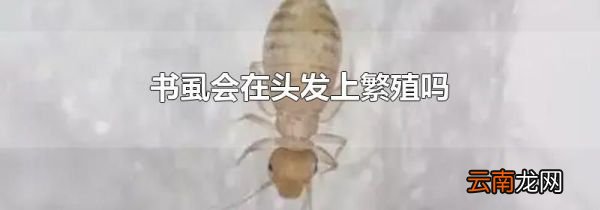 书虱会在头发上繁殖吗