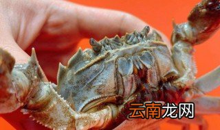 螃蟹放冰箱生的好还是熟的好 螃蟹放冰箱怎么放好