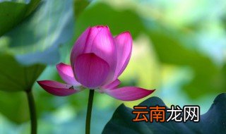 睡莲什么时候种植合适 睡莲什么时候种植