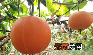 金丝瓜的种植技术 金丝瓜什么时候种植