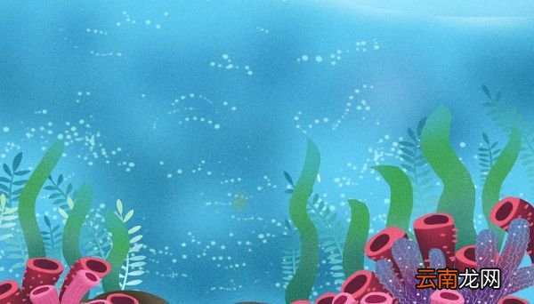 海带是海鲜吗 海带属于海鲜类吗