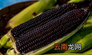 紫色玉米煮多久就熟了，紫玉米要煮多久才熟透
