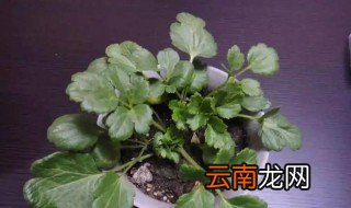 毛茛的种植方法 毛莨根适合什么时候种植