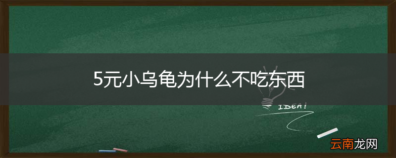 5元小乌龟为什么不吃东西