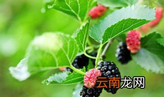 桑葚移栽最佳时间 桑葚什么时候种植最好