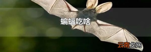 蝙蝠吃啥