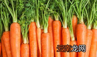 胡罗卜什么时候种植，秋胡罗卜种植时间