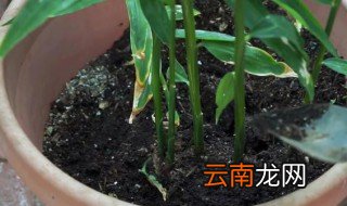 种生姜几月份开始种植 盆栽生姜什么时候种植