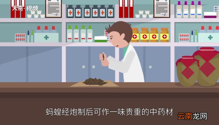 蚂蝗吃什么蚂蝗吃什么食物