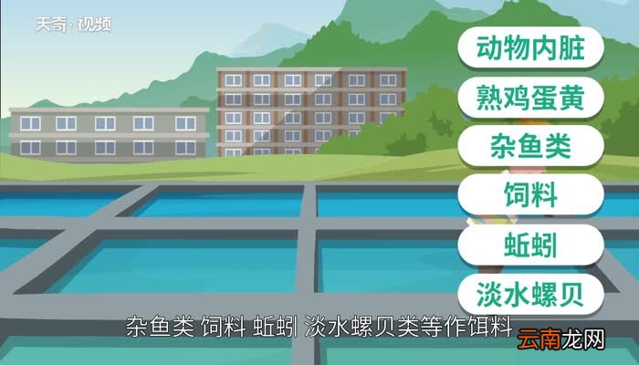 蚂蝗吃什么蚂蝗吃什么食物