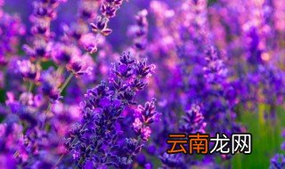 薰衣草什么时候种植 薰衣草什么时候种植合适