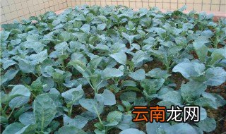 芥兰头什么时候种 芥兰什么时候种植