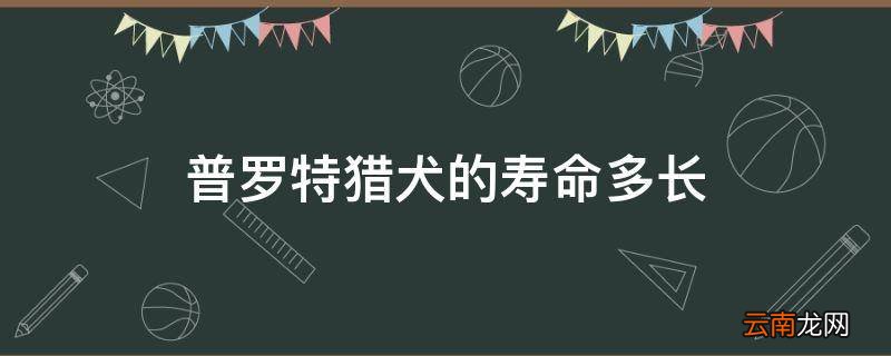 普罗特猎犬的寿命多长