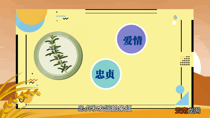 迷迭香的花语 迷迭香的花语是什么