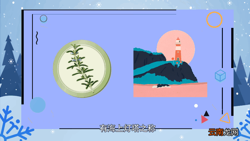 迷迭香的花语 迷迭香的花语是什么
