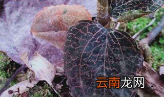 金线莲几月种植 金线莲什么时候种植